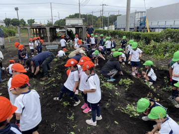 年中じゃがいも堀り（2025/6/2）